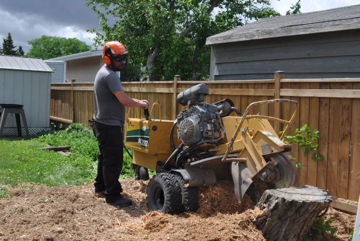 tree care services near you
