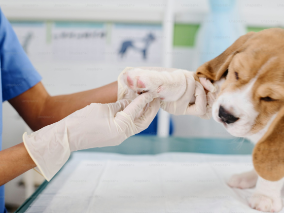 24 hour animal hospital