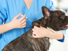 emergency pet hospital