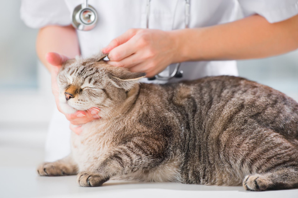 Cat checkup in Encino
