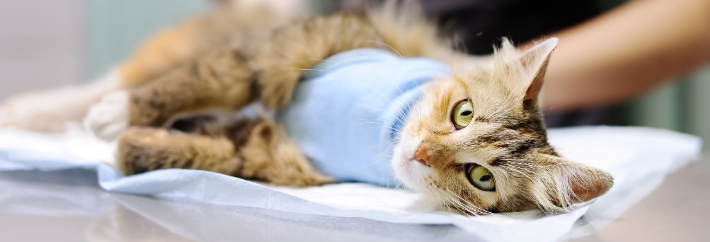 Cat surgery in Encino