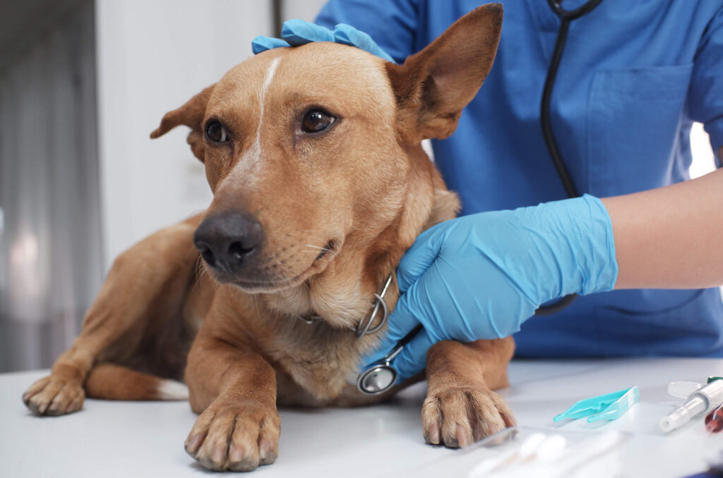 cat wellness checkup in Encino